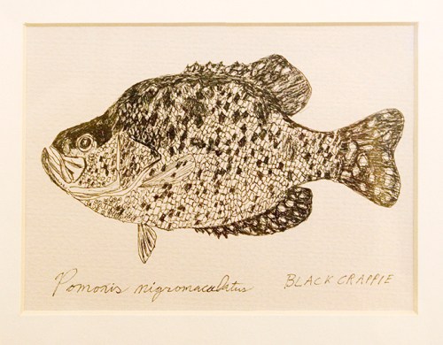 Black Crappie. 