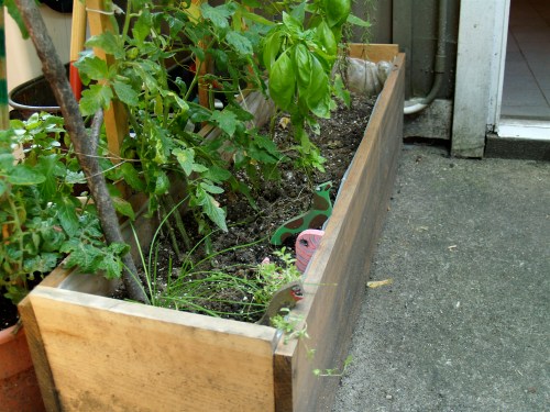A planter box garden in the back yard.