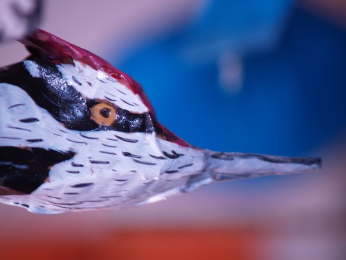 Pileated Woodpecker. TS