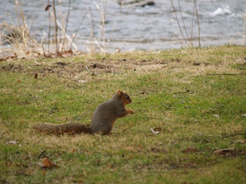 Squirrel at Bellefonte. TS