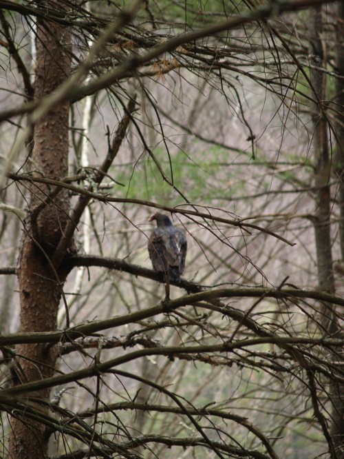 Turkey Vulture in a tree near the Pine Creek Gorge.