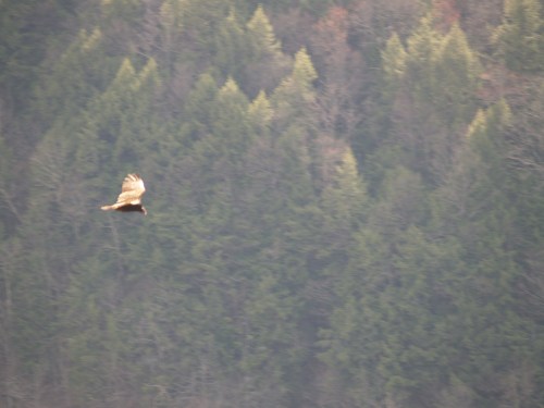 Vulture in flight atop Pine Creek Gorge. TS